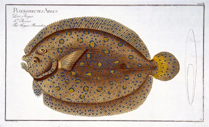 Die Argus-Flunder (Pleuronectes Argus) Platte XLVIII aus 